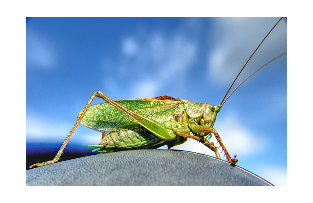 Tettigonia canta