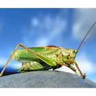 Tettigonia canta