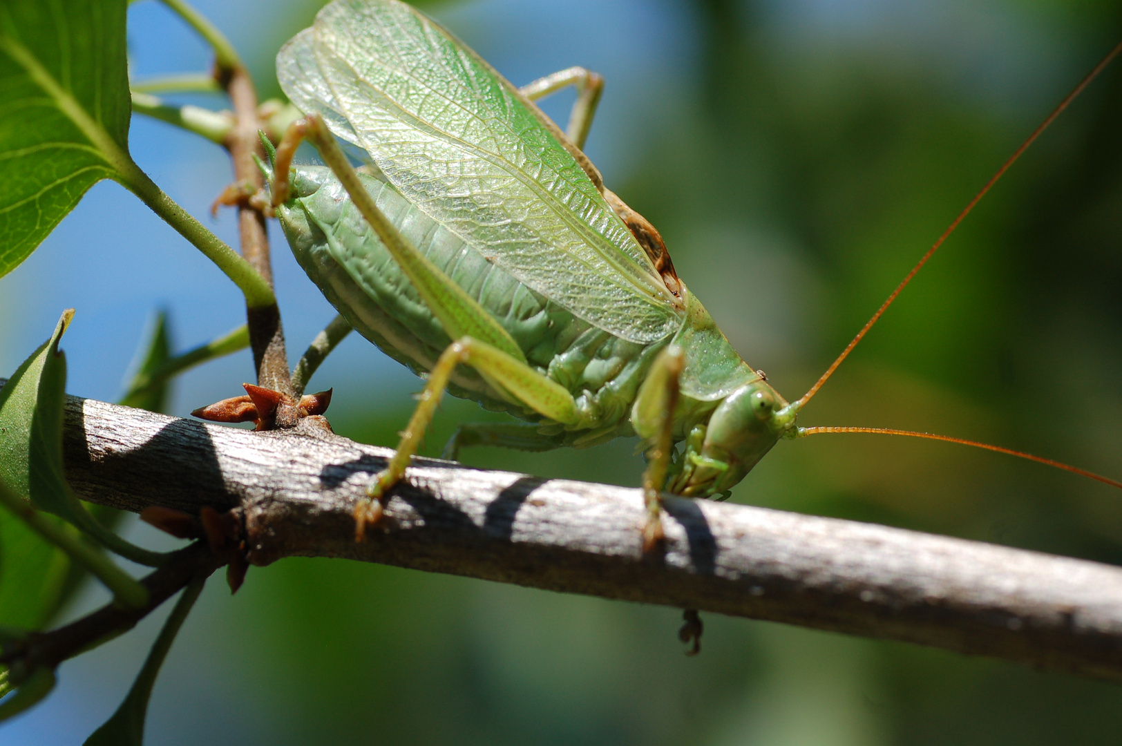 Tettigonia cantans