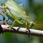 Tettigonia cantans