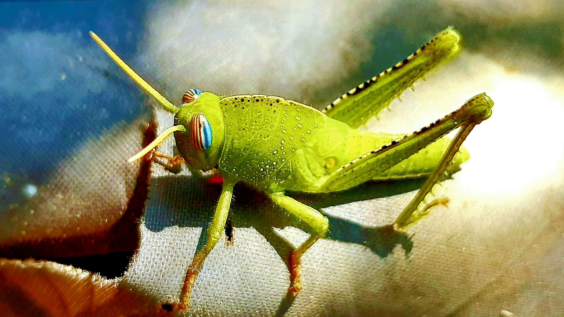 Tettigonia Cantans