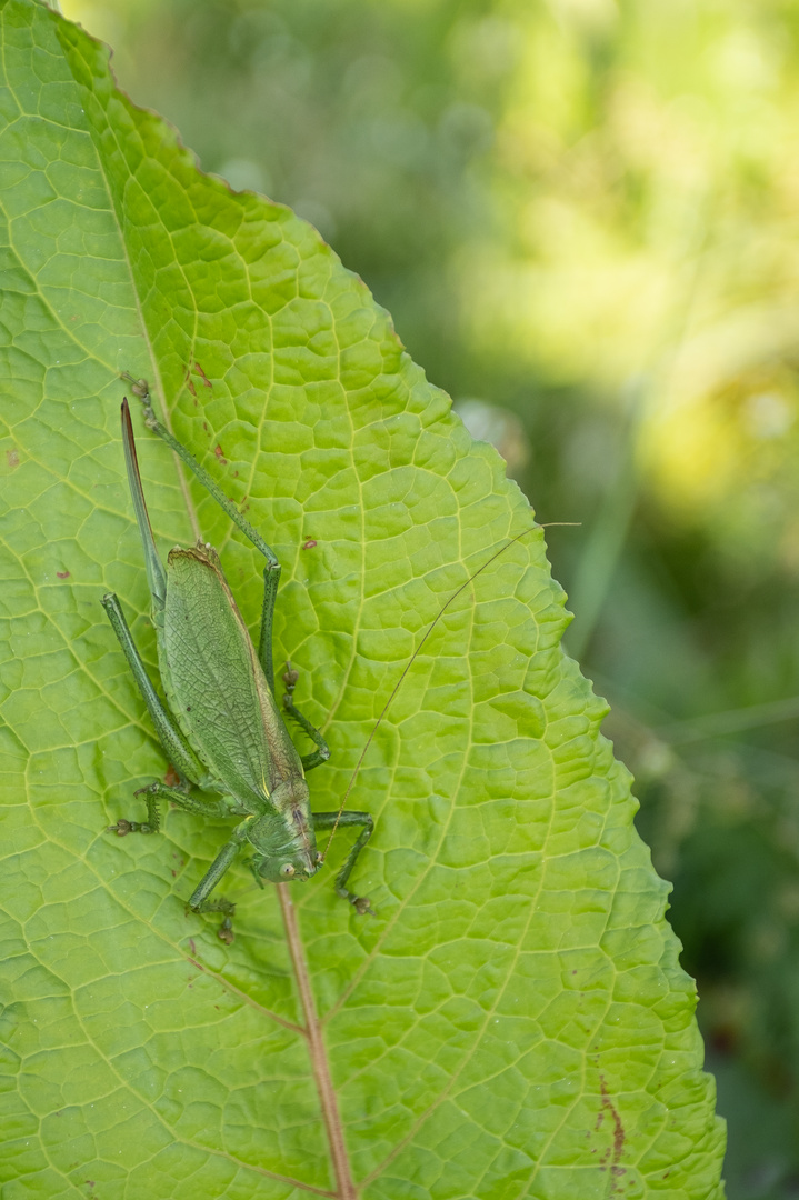 Tettigonia cantans