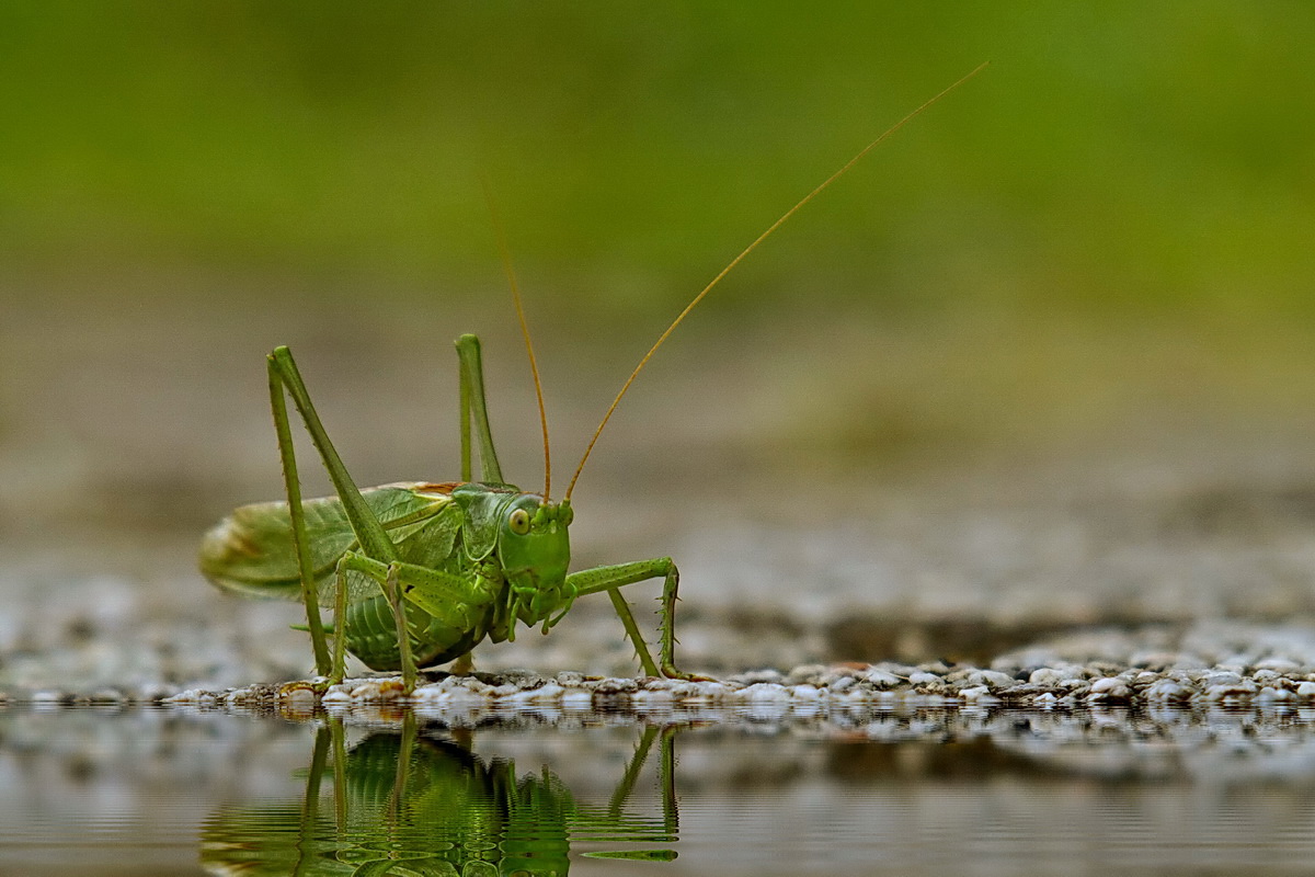 Tettigonia cantans - Zwitscherschrecke