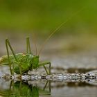 Tettigonia cantans - Zwitscherschrecke