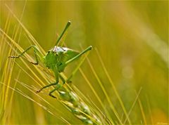 TETTIGONIA...