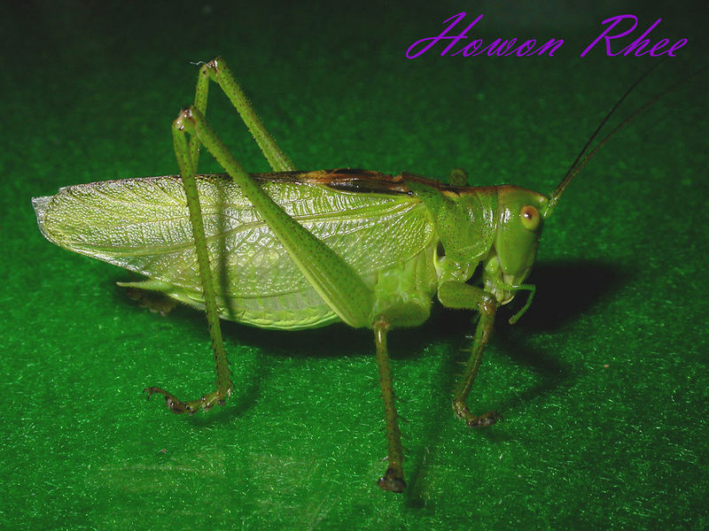 Tettigonia ussuriana