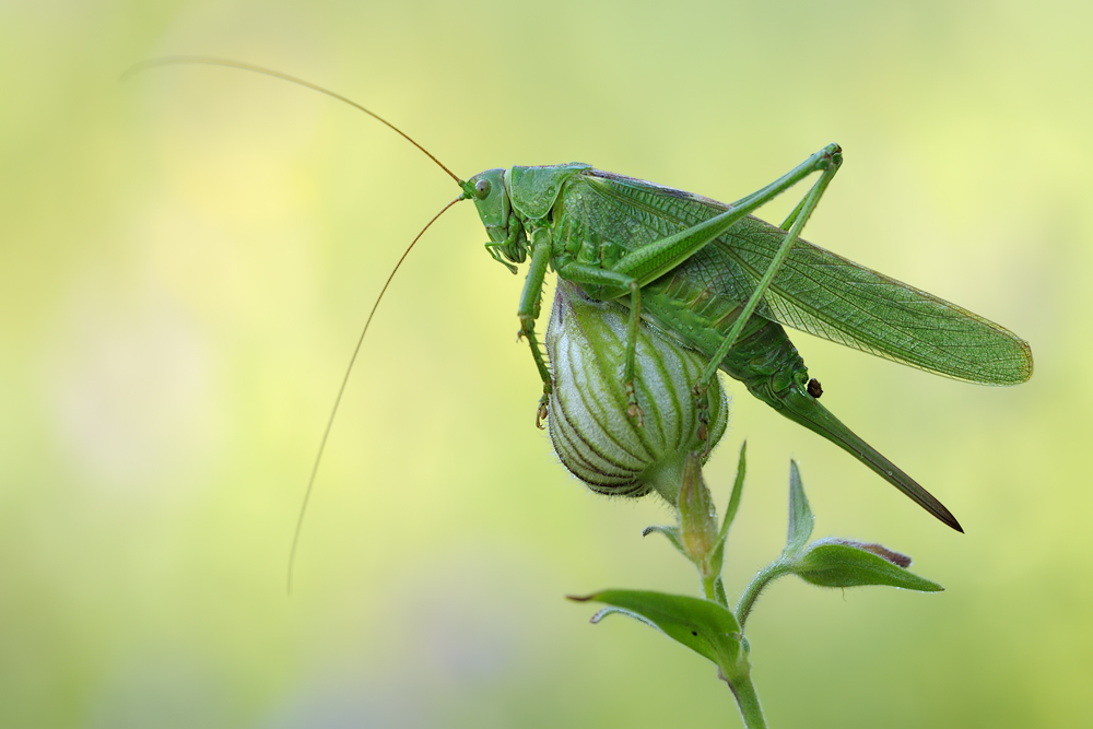 ~Tettigonia viridissima~