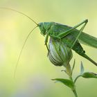 ~Tettigonia viridissima~