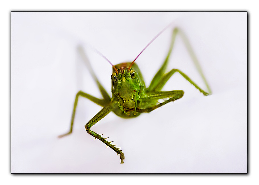 Tettigonia viridissima