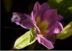 Tettigonia viridissima