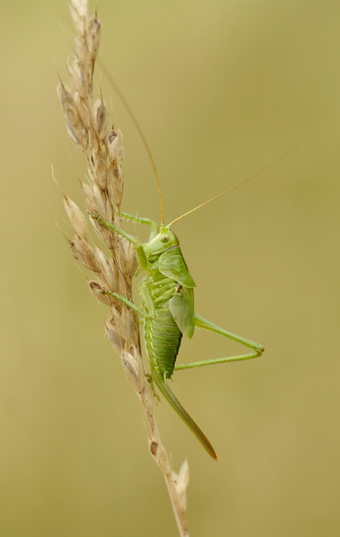 Tettigonia viridissima