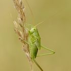 Tettigonia viridissima