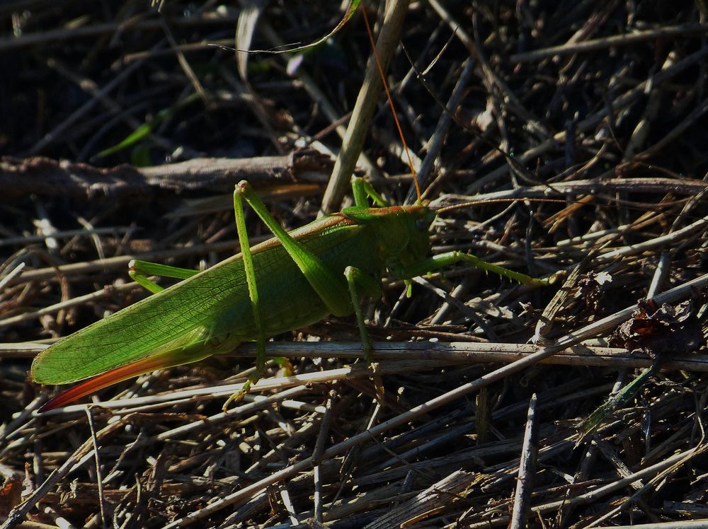 Tettigonia viridissima