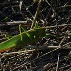 Tettigonia viridissima