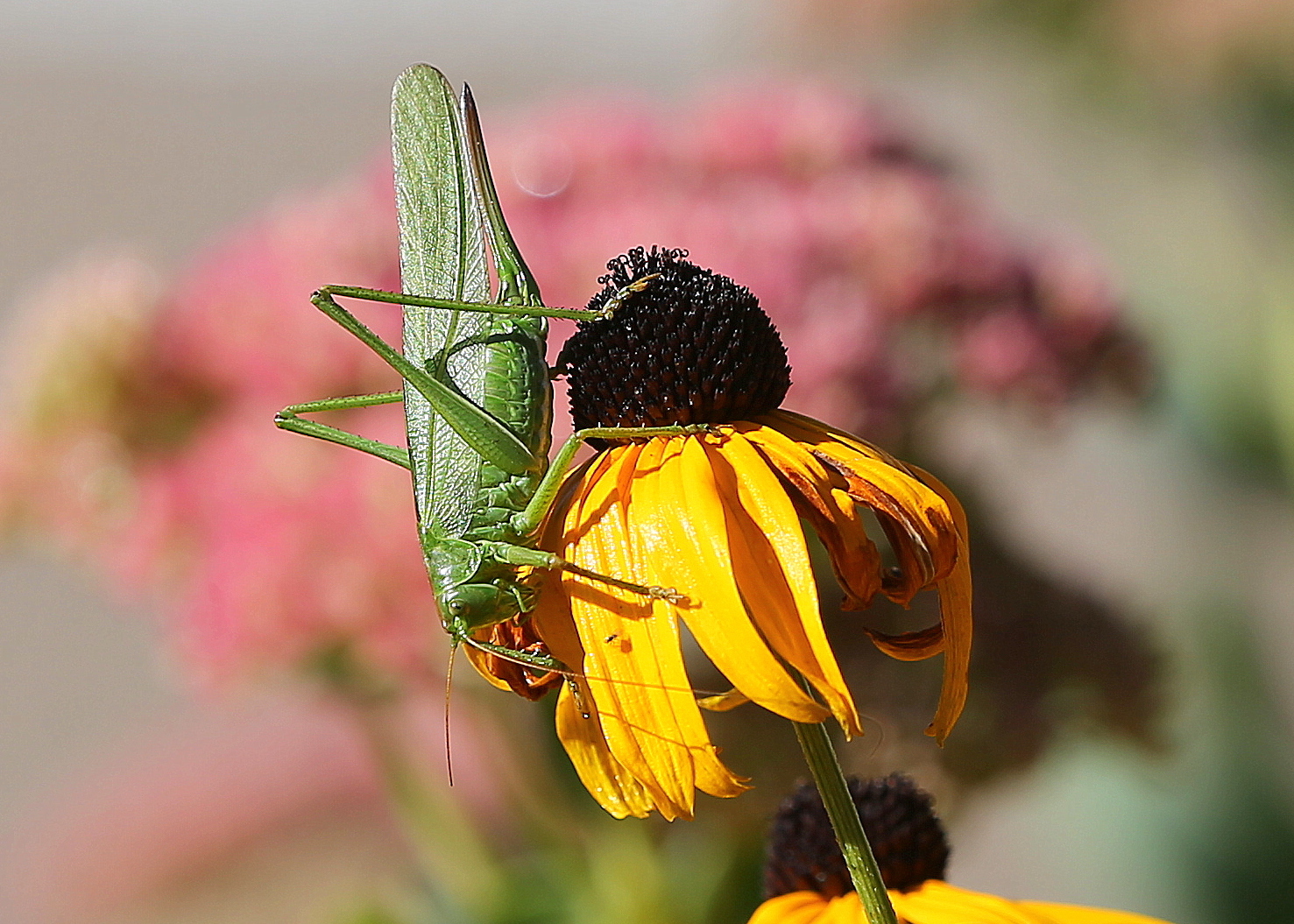 Tettigonia viridissima