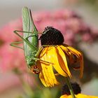 Tettigonia viridissima