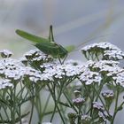 Tettigonia viridissima