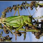 Tettigonia viridissima