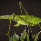 Tettigonia viridissima