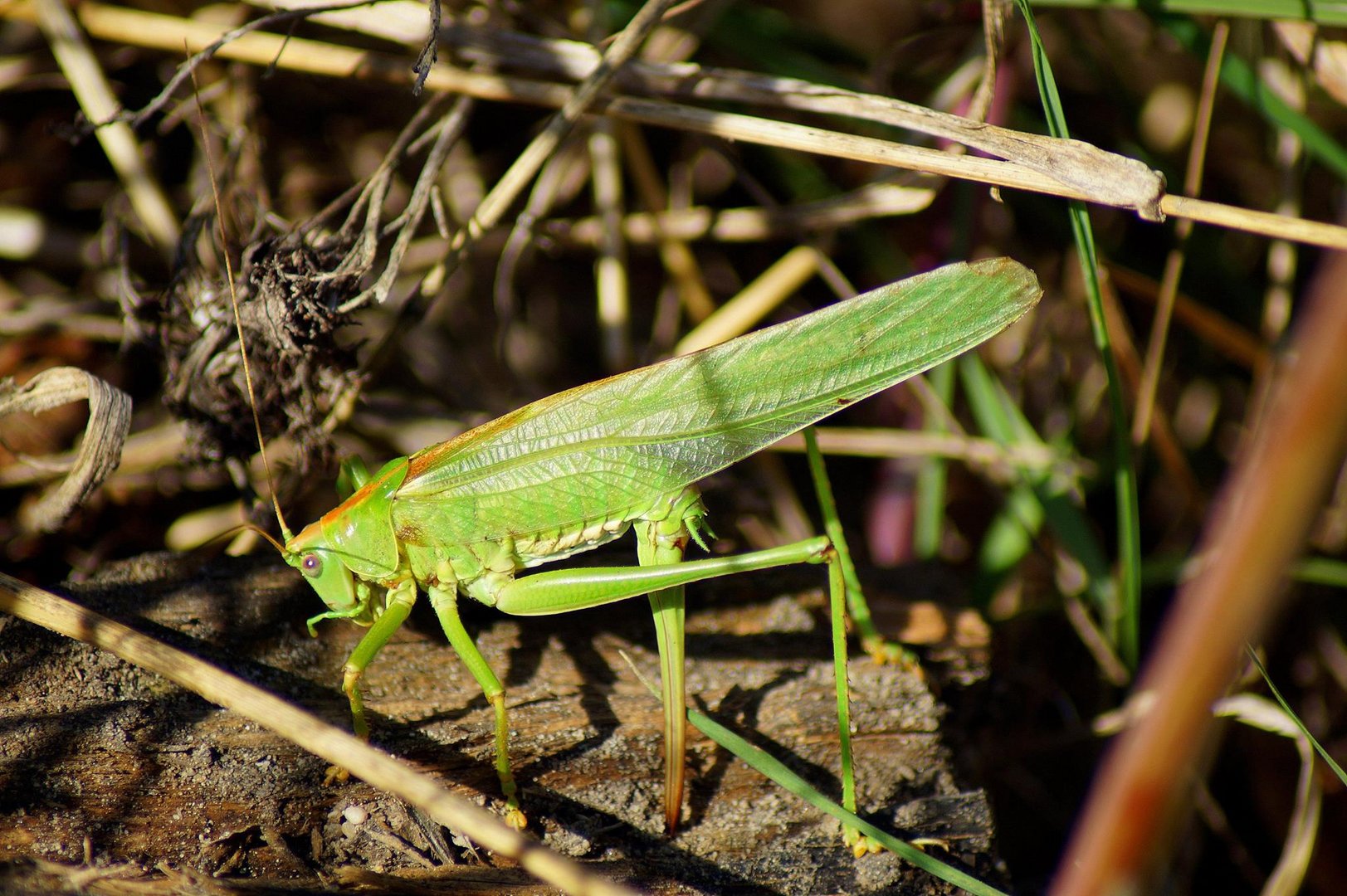 Tettigonia viridissima