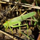 Tettigonia viridissima