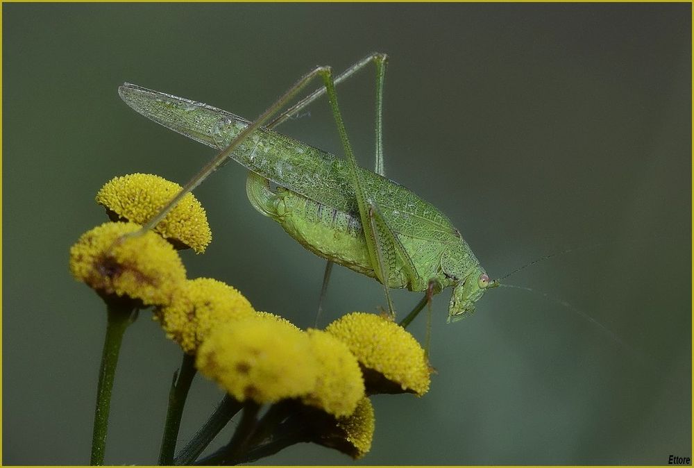 Tettigonia viridissima