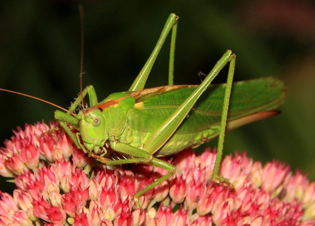 Tettigonia viridissima auf Sedum Telephium Foto & Bild tiere