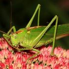 Tettigonia viridissima auf Sedum Telephium