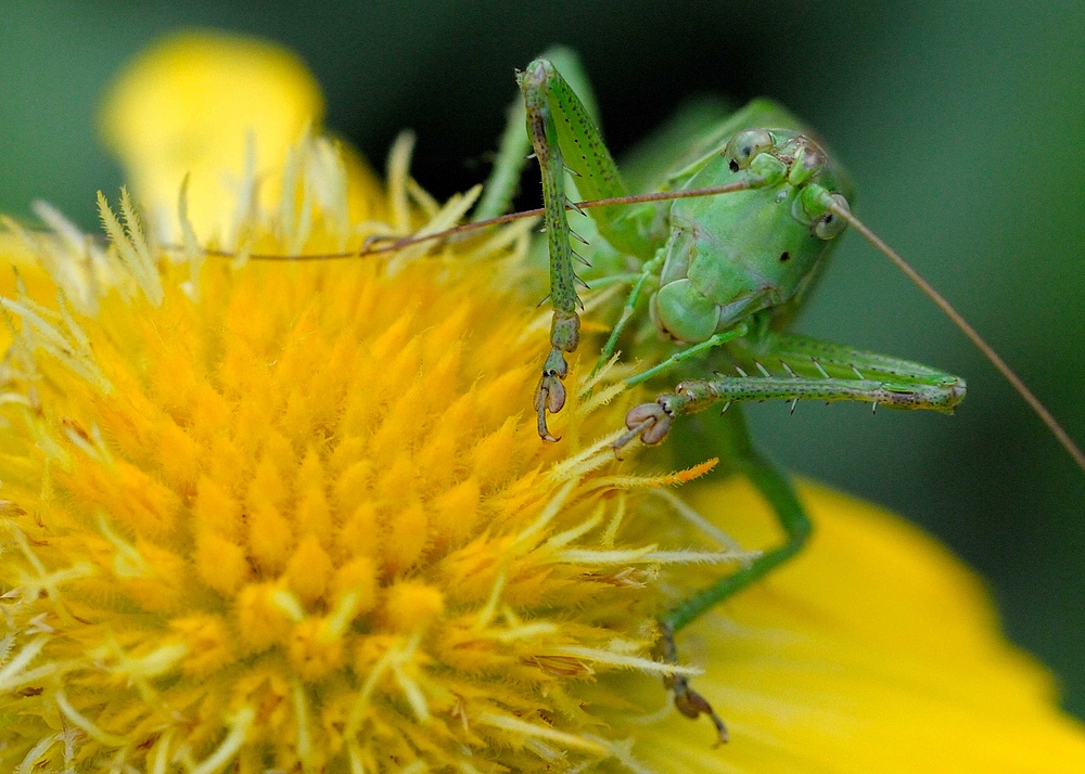 Tettigonia viridissima