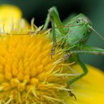 Tettigonia viridissima