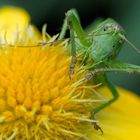 Tettigonia viridissima