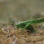 Tettigonia viridissima bei der Eiablage