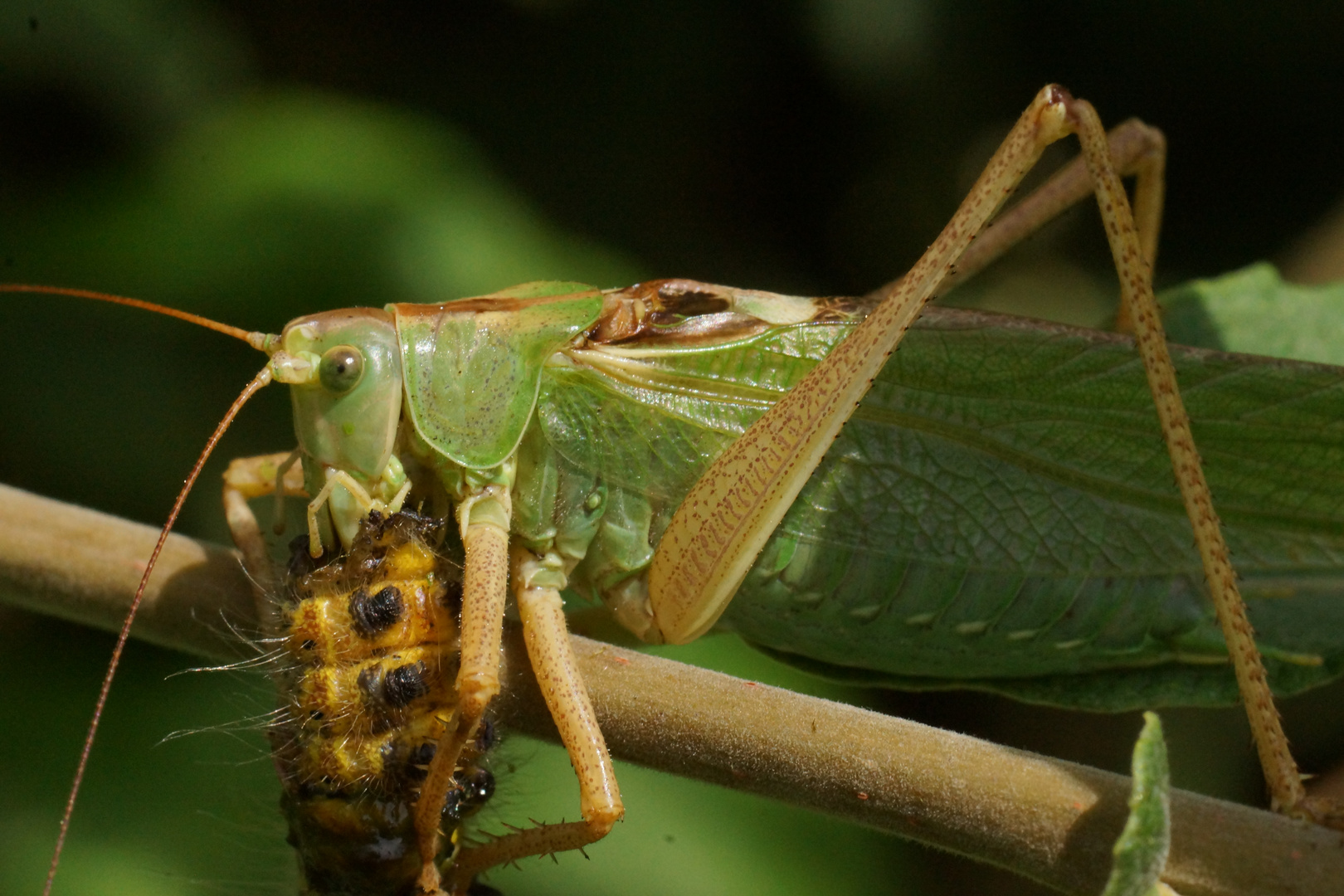 Tettigonia viridissima bei der Mahlzeit