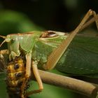 Tettigonia viridissima bei der Mahlzeit