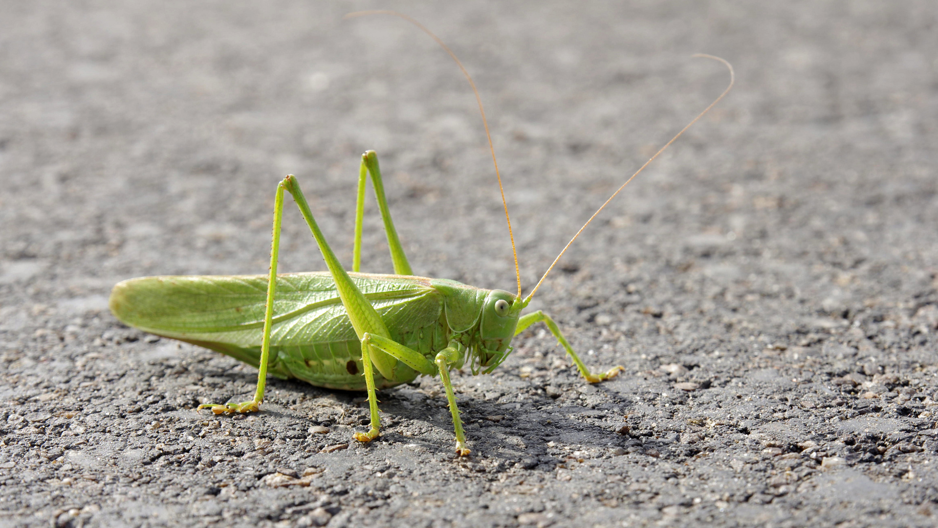 Tettigonia viridissima - blöd nur...