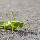 Tettigonia viridissima - blöd nur...