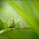 Tettigonia viridissima