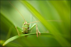 Tettigonia viridissima