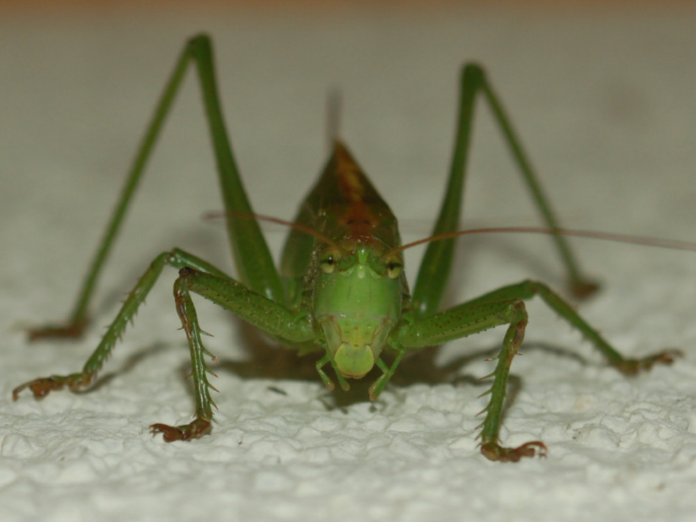 Tettigonia viridissima