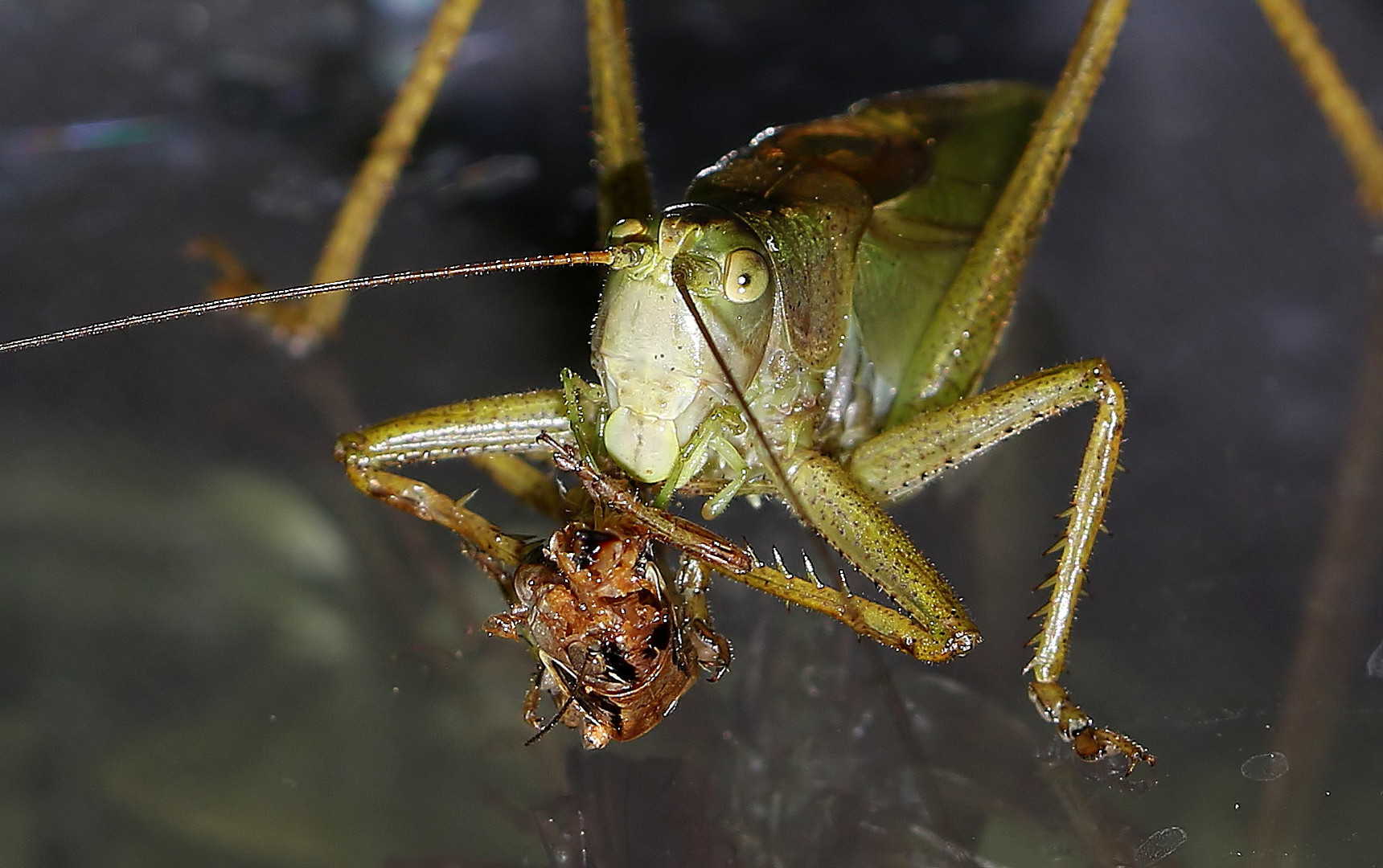 Tettigonia viridissima -Cannibalism in animals