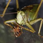 Tettigonia viridissima -Cannibalism in animals