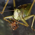 Tettigonia viridissima -Cannibalism in animals