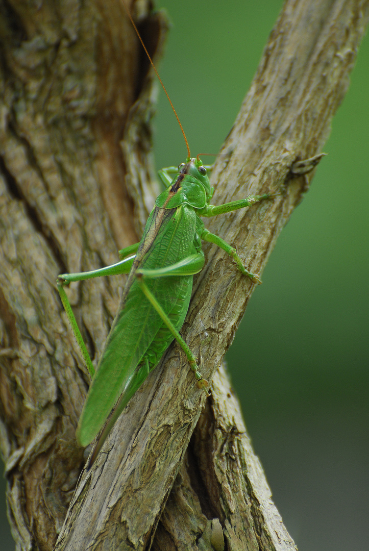 Tettigonia viridissima