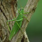 Tettigonia viridissima