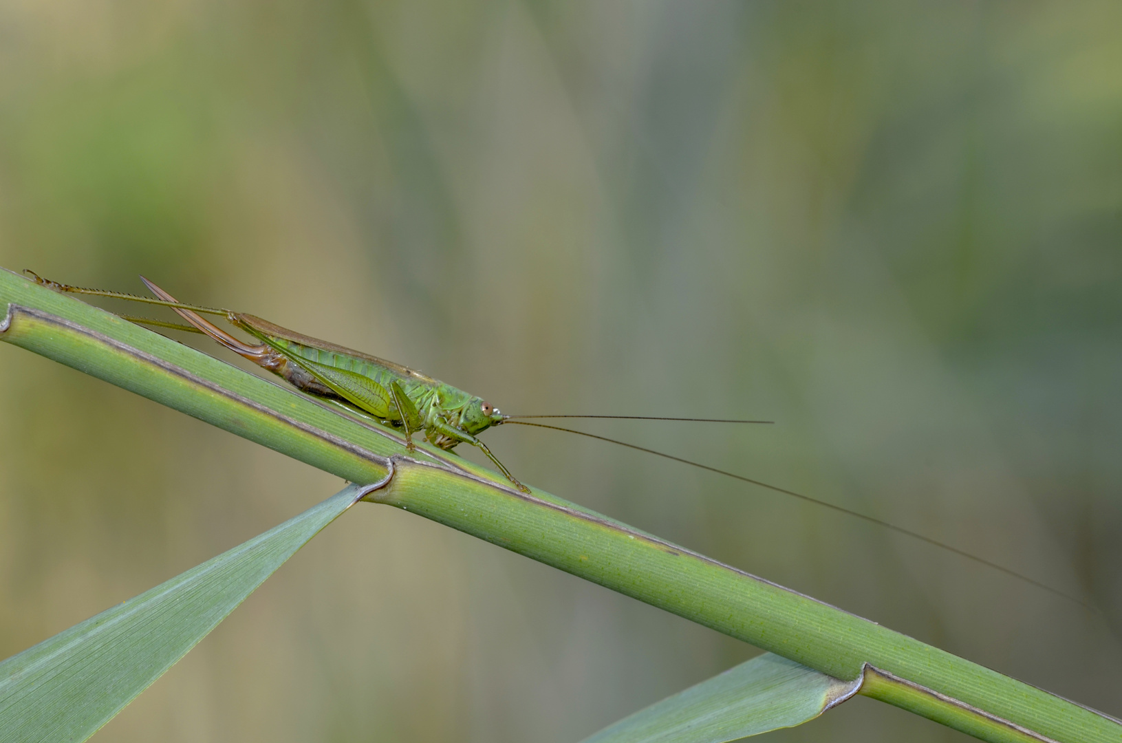 tettigonia viridissima femmina