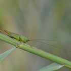 tettigonia viridissima femmina