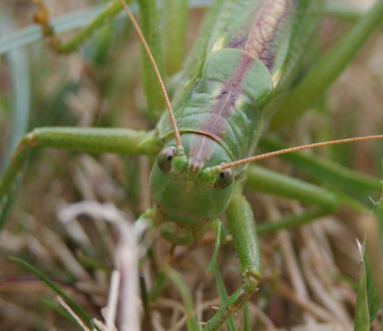 Tettigonia viridissima (Grande Sauterelle Verte)