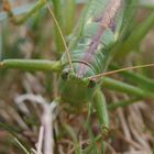 Tettigonia viridissima (Grande Sauterelle Verte)