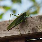 Tettigonia viridissima (Grüne Heupferd )