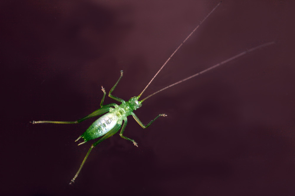 - Tettigonia viridissima - Grünes Heupferd